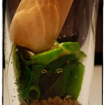 The Mojito